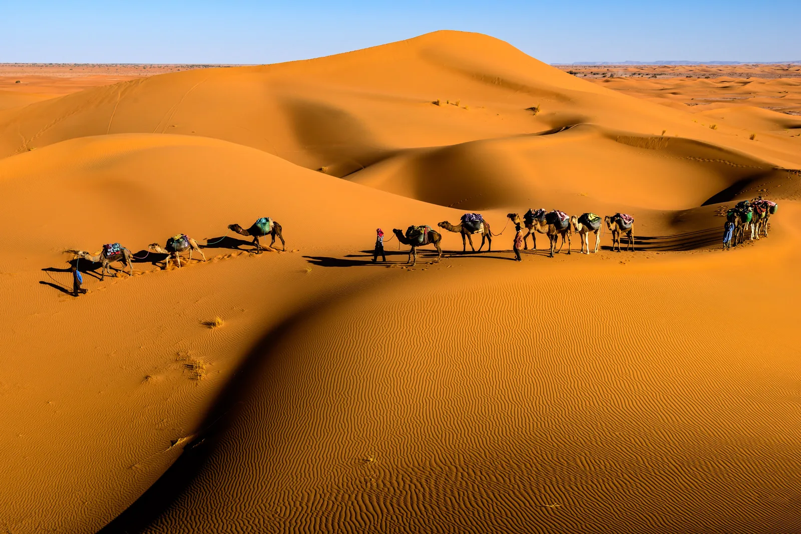 Camel caravan crossing the dunes near Zagora