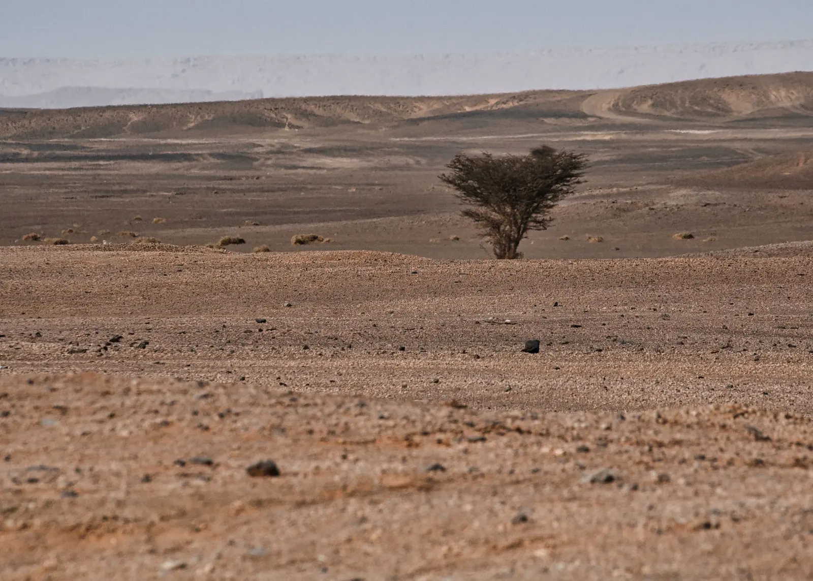 Lone acacia tree standing in the open Sahara