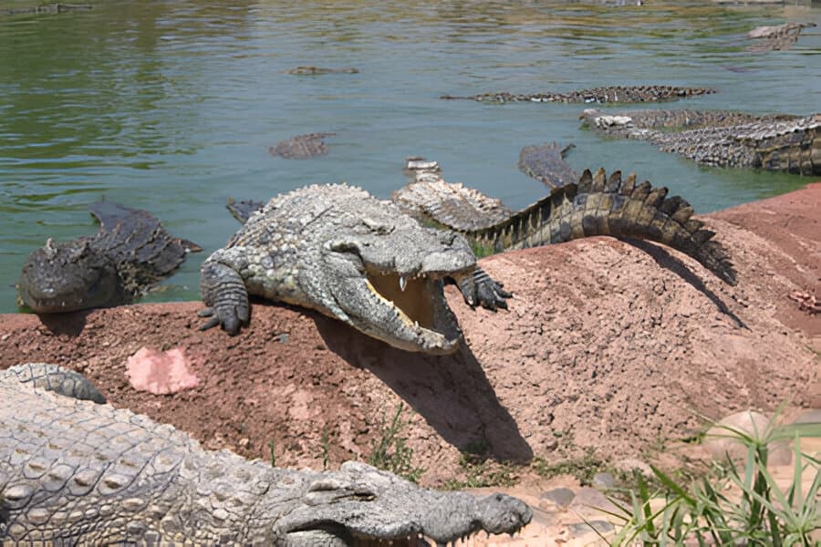 Coccodrilli del Nilo al parco dei coccodrilli di Agadir