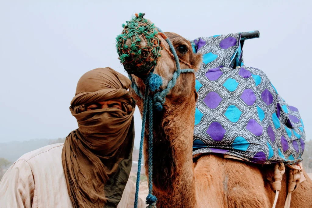 Camel resting in the Moroccan desert