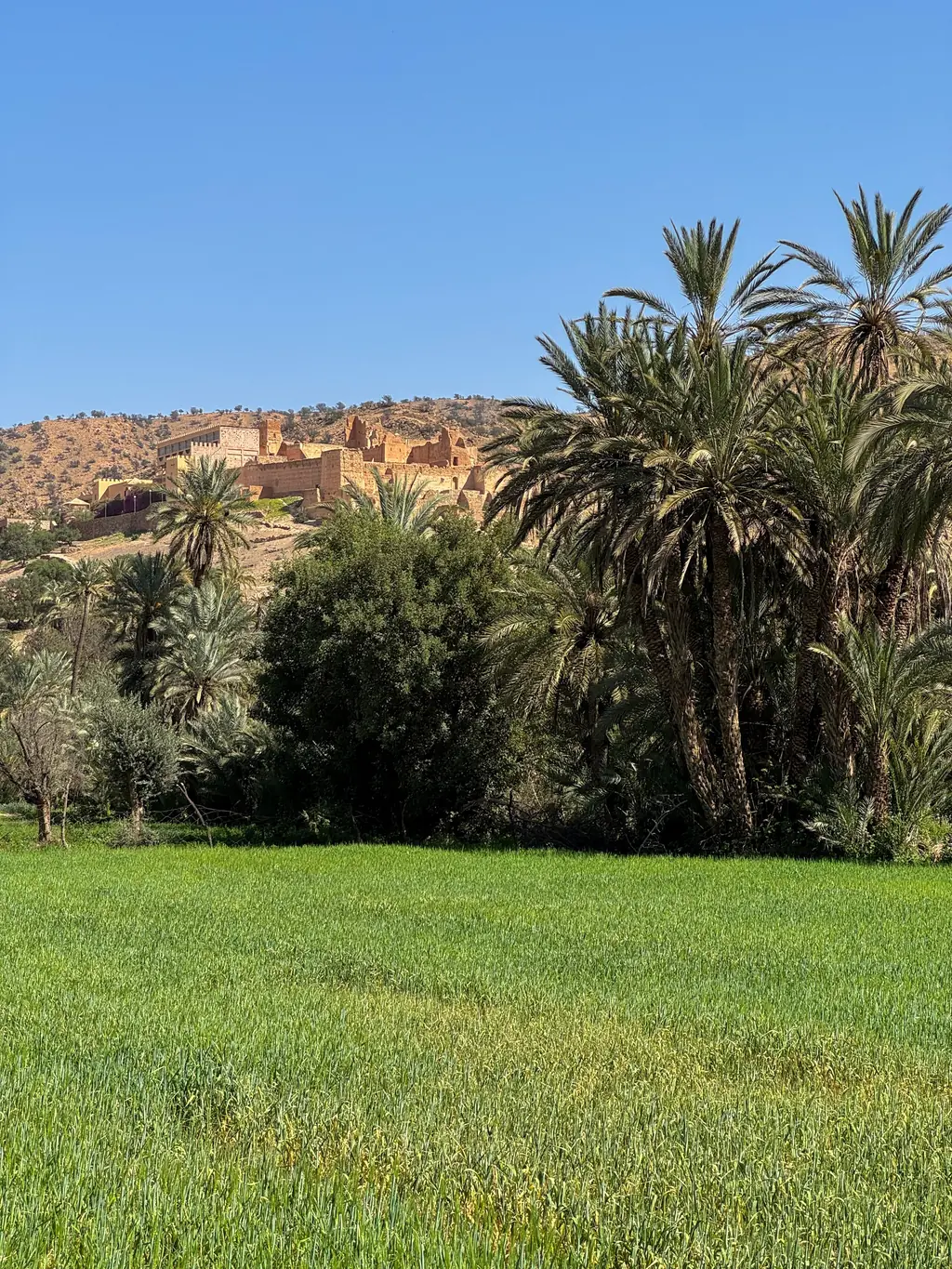 Palm oasis and fortified village at Tiout