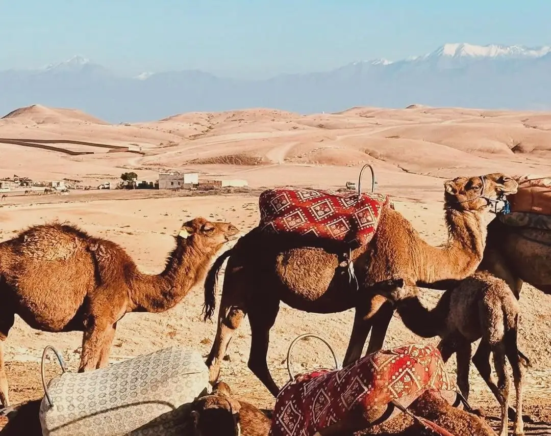 Magical Agafay Desert Luxury Camp Day Pass Adventure — 4