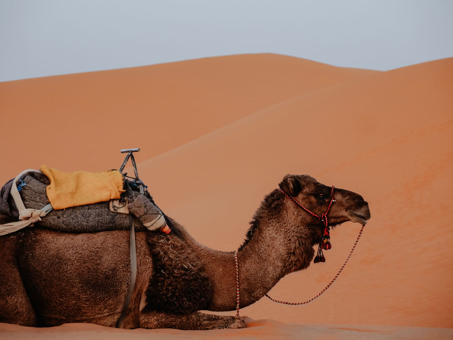 Operadores turísticos de lujo en Marruecos 2026