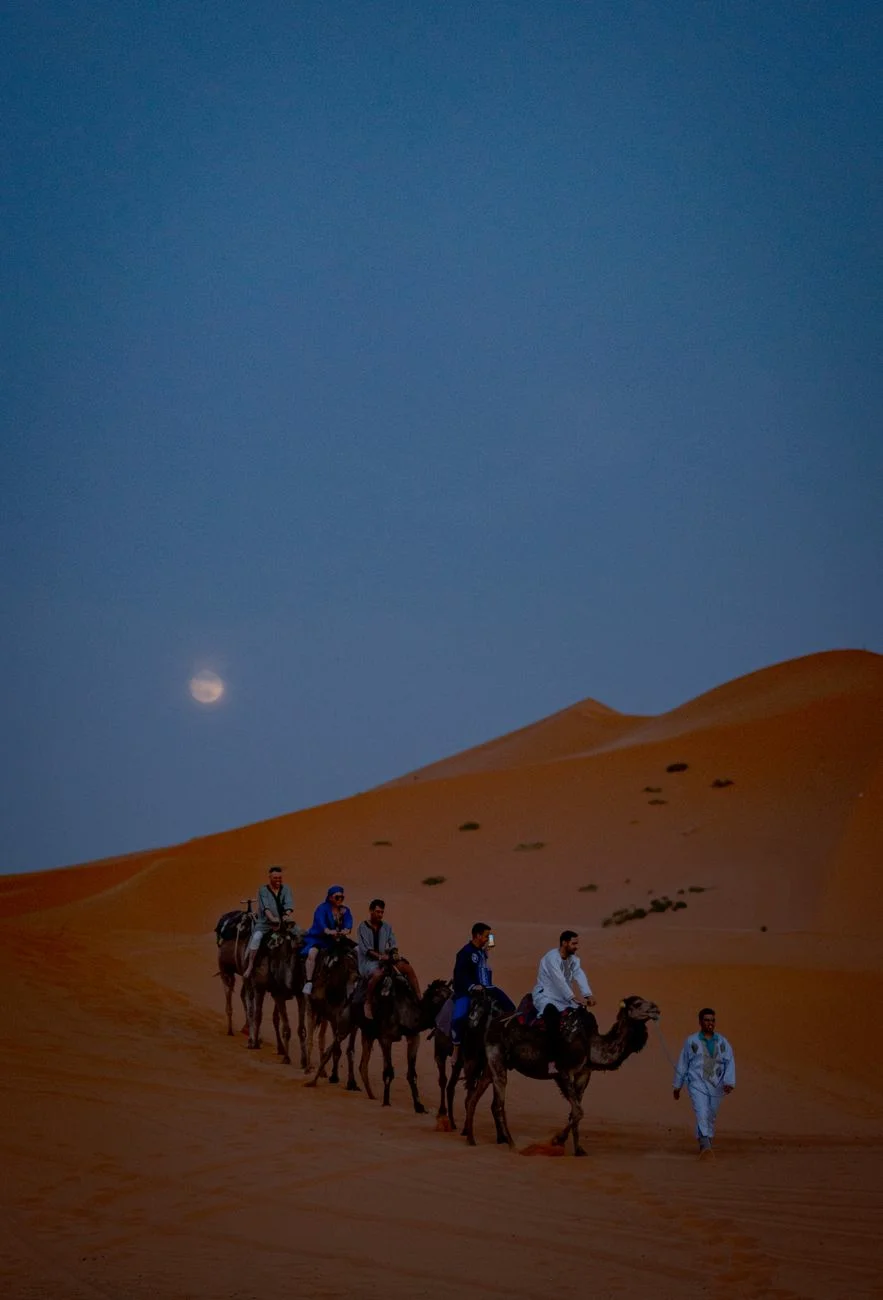 جمل أبيض عند غروب الشمس في صحراء أكافاي