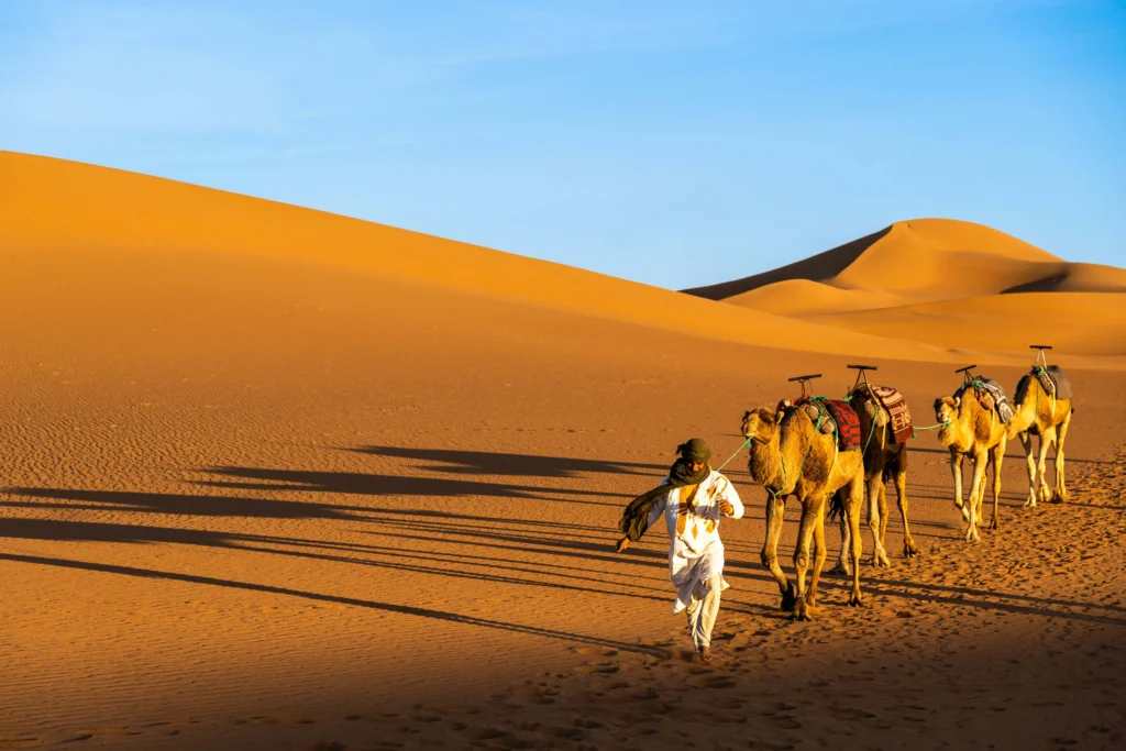 Sahara desert Morocco Merzouga camel trekking golden dunes